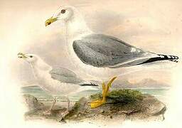 Yellow-legged Gull