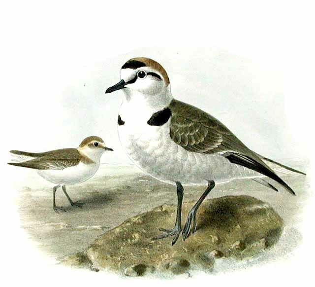 Kentish Plover