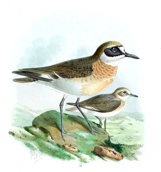 Greater Sand Plover