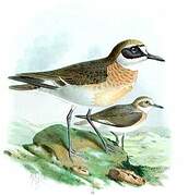 Greater Sand Plover