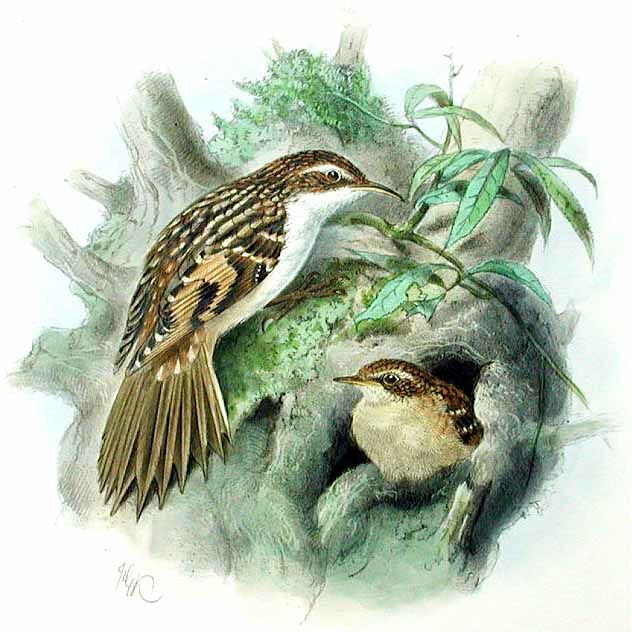 Eurasian Treecreeper