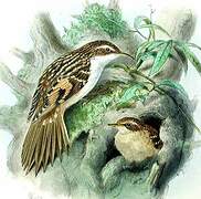 Eurasian Treecreeper