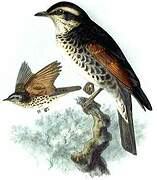 Dusky Thrush