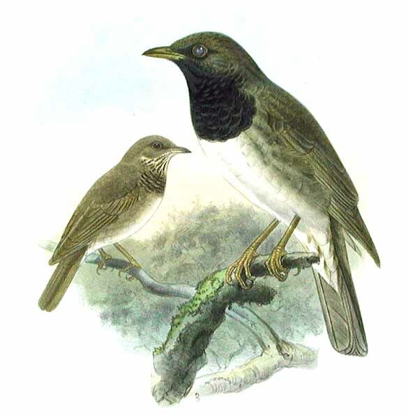 Black-throated Thrush