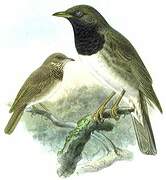 Black-throated Thrush