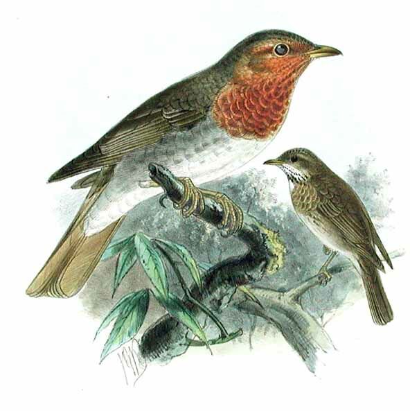 Red-throated Thrush