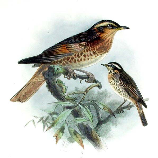 Naumann's Thrush