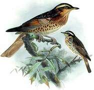 Naumann's Thrush