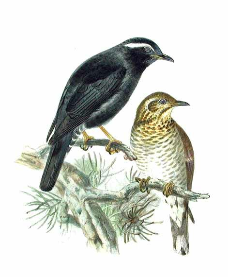 Siberian Thrush