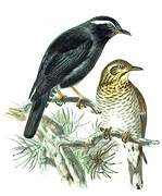 Siberian Thrush