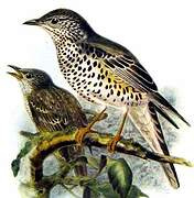 Mistle Thrush