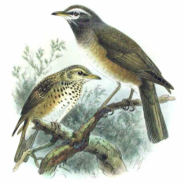 Eyebrowed Thrush