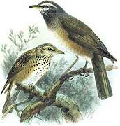 Eyebrowed Thrush