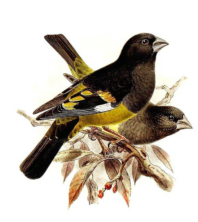 White-winged Grosbeak