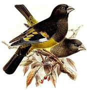 White-winged Grosbeak