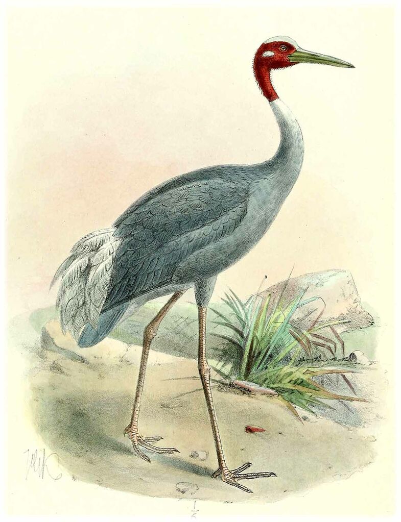 Sarus Crane