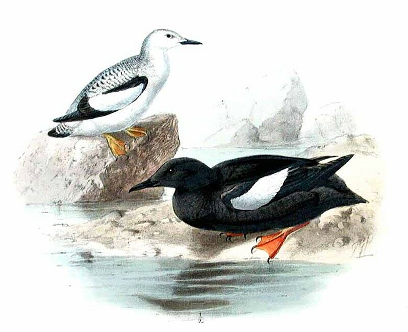 Black Guillemot