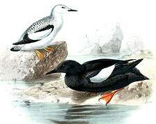 Black Guillemot