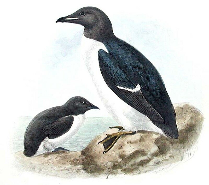 Thick-billed Murre