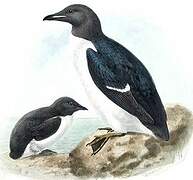 Guillemot de Brünnich