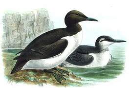 Guillemot de Troïl