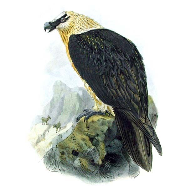 Bearded Vulture