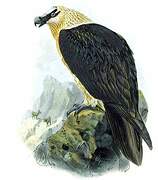 Bearded Vulture