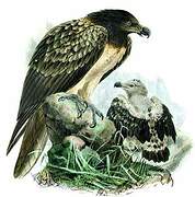 Bearded Vulture