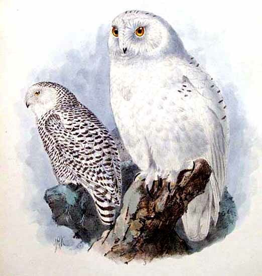 Snowy Owl