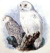 Snowy Owl