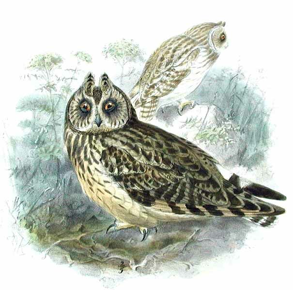 Hibou des marais