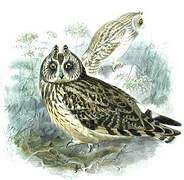 Hibou des marais