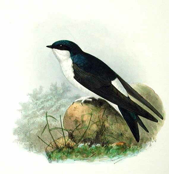 Western House Martin