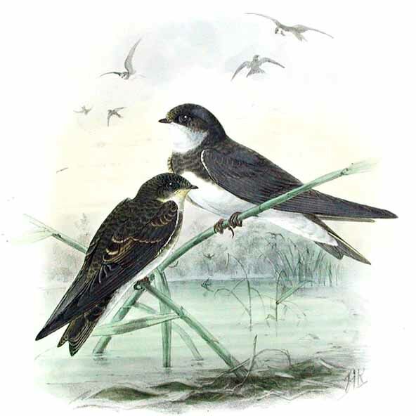 Sand Martin