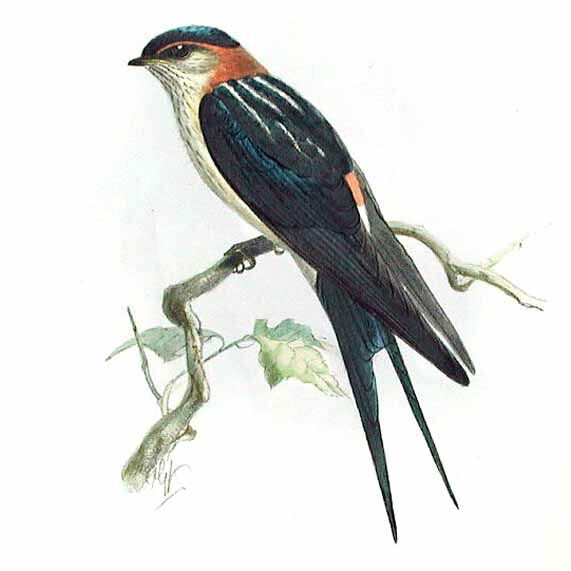 Red-rumped Swallow