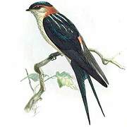 Red-rumped Swallow