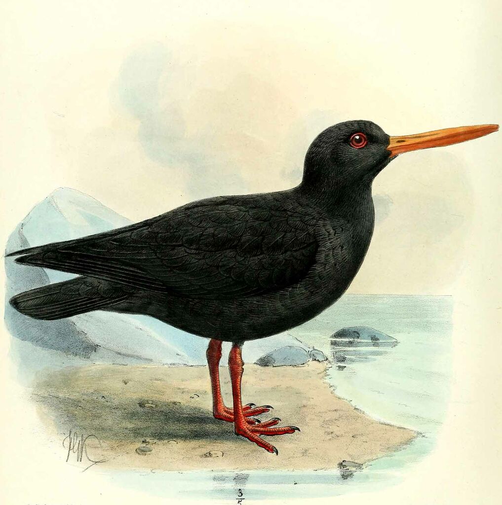 African Oystercatcher