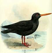 African Oystercatcher