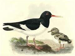 Eurasian Oystercatcher