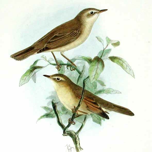 Booted Warbler