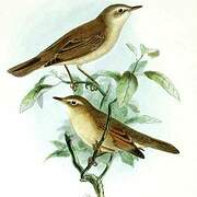 Booted Warbler