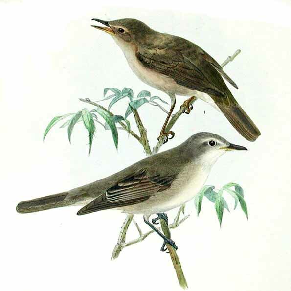 Olive-tree Warbler