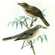 Olive-tree Warbler