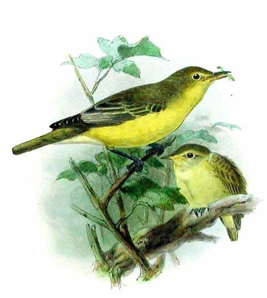 Icterine Warbler