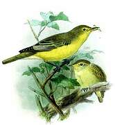 Icterine Warbler