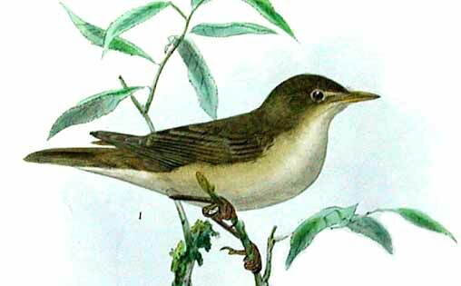 Eastern Olivaceous Warbler