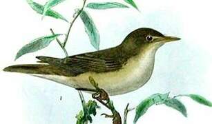 Eastern Olivaceous Warbler