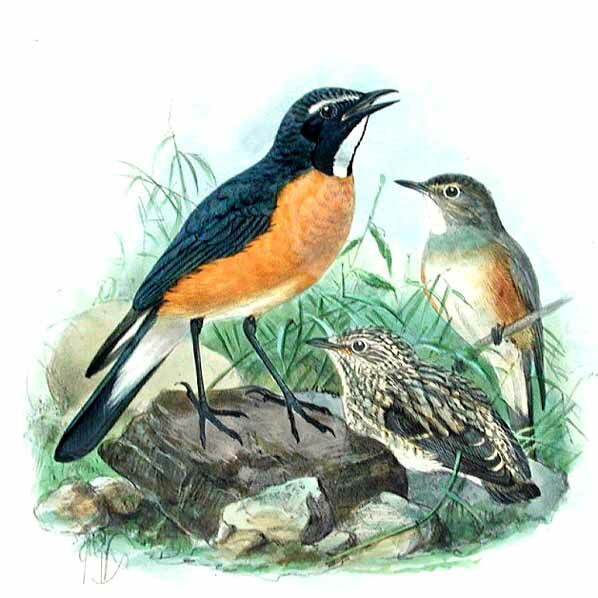 White-throated Robin