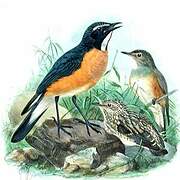 White-throated Robin