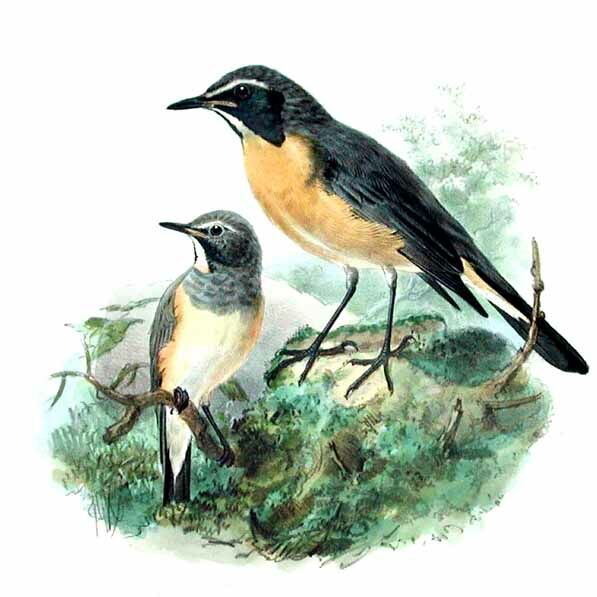 White-throated Robin